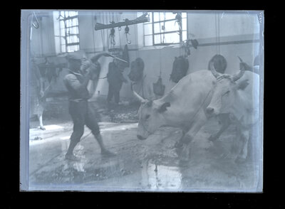 Fotografie necatalogată, cota BU-FD-01073-9-01236-0012