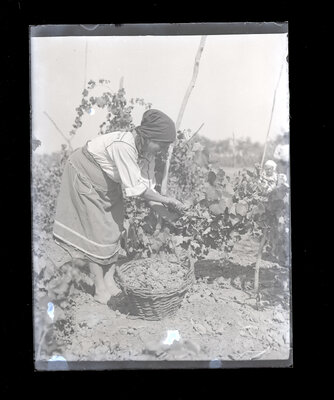 Fotografie necatalogată, cota BU-FD-01073-9-01271-0012