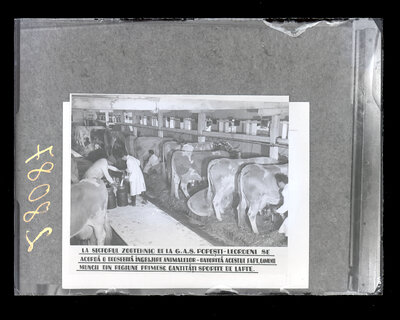 Fotografie necatalogată, cota BU-FD-01073-9-01292-0018