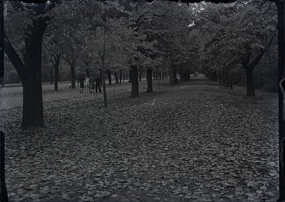 Alee din Parcul „Carol al II-lea” (Herăstrău)