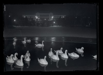 Lebede pe lacul din Parcul Carol