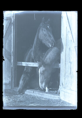 Fotografie necatalogată, cota BU-FD-01073-9-01047-0004
