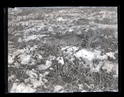 Fotografie necatalogată, cota BU-FD-01073-9-01168-0006