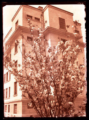 Fotografie necatalogată, cota BU-FD-01073-9-00090-0011