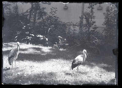 Fotografie necatalogată, cota BU-FD-01073-9-00188-0014